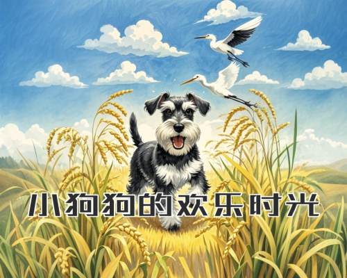 小狗狗的欢乐时光