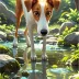 灵缇宝宝